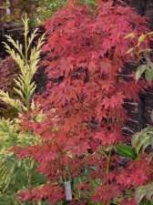 Atropurpureum 189.JPG