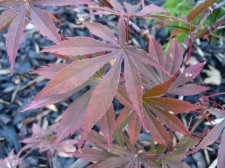 Oshu shidare 190.JPG