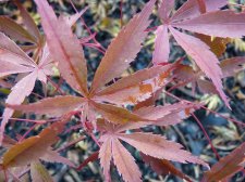 Wakehurst pink 190.JPG