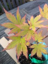 IMG_20201015_121819827.jpg