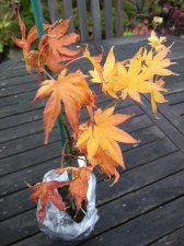 IMG_20201017_105100172.jpg