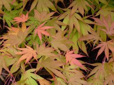 Westonbirt spreading star 193.JPG