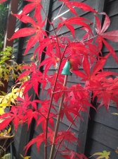 IMG_20201018_105417215.jpg