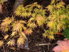 Flavescens 194.JPG