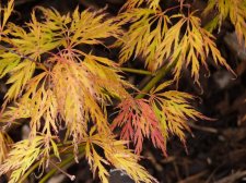 Flavescens 195.JPG
