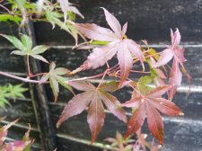 Katsura 194.JPG