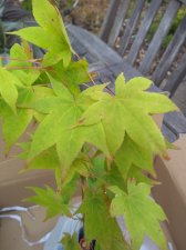 IMG_20200609_112635236.jpg