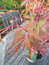 IMG_20201019_125227371.jpg