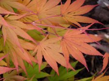 Westonbirt spreading star 195.JPG