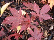 Westonbirt red 198.JPG
