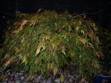 Green dissectum 197.JPG