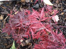 Red dragon 197.JPG