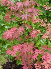 Westonbirt orange 197.JPG