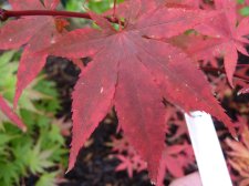 Westonbirt orange 198.JPG
