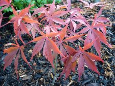 Wakehurst pink 200.JPG