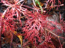 Red feather 203.JPG