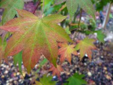 Autumn gold 206.JPG