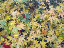 acerp-tamahime01_201029a.jpg