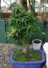 acer.p.crippsii00_070425.jpg