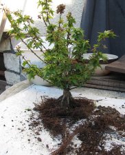 acer.p.crippsii00M01_150617a.jpg