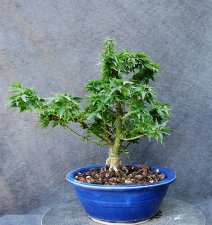 acer.p.crippsii00M01_170721b.jpg