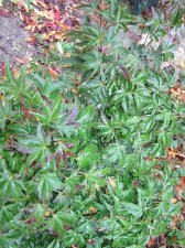 acerp-shishi_201029a.jpg