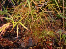 Red pygmy 206.JPG