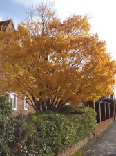 IMG_20201101_105416482.jpg