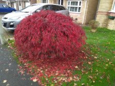 IMG_20201101_110946803.jpg