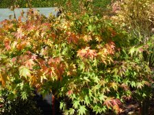 Autumn gold 208.JPG