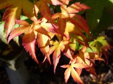 Autumn gold 209.JPG