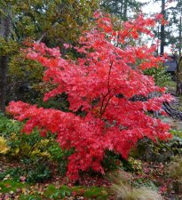Acer palmatum 'Osakazuki - 03-11-2020.JPG