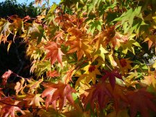 Autumn gold 215.JPG