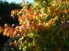 Autumn gold 216.JPG