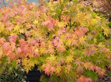Autumn gold 220.JPG