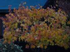 Autumn gold 224.JPG