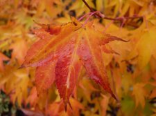 Autumn gold 225.JPG