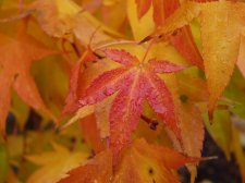 Autumn gold 226.JPG