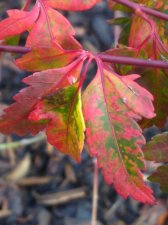 IMG_20201113_122014575.jpg