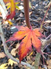 IMG_20201113_122332156.jpg