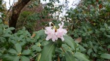 Rhododendron-Lepidote_LagoonDr_Cutler_20201121_152900.jpg
