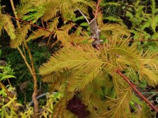 taxodium_201008a.jpg