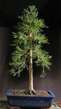 sequoia01_120103a.jpg