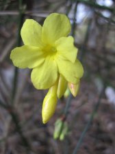 IMG_4416 - Jasminum nudiflorum.JPG