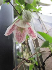 IMG_4418 - Clematis cirrhosa var. purpurascens 'Freckles'.JPG