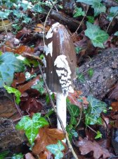 IMG_20201217_112903808.jpg