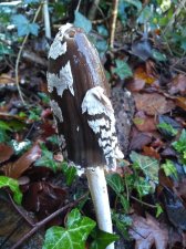 IMG_20201217_113021401.jpg