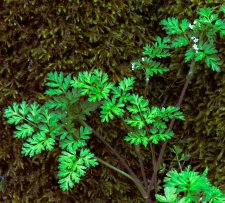 20180424_320-plant_ID.jpg