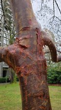 Acer-griseum_ParkEdge-Nelson_Cutler_20201225_124832.jpg