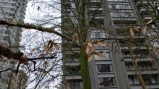 Acer-griseum_ParkEdge-Nelson_Cutler_20201225_124848.jpg